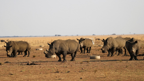 FILE PHOTO: Rhinos seen at the Buffalo Dream Ranch, the biggest private rhino sanctuary in the continent, in Klerksdorp, South Africa's North West Province, September 6, 2021. Picture taken September 6, 2021. REUTERS/Siphiwe Sibeko/File Photo