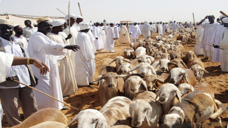 Hundreds of sheep run during a special celebration at Moelh market, the largest market to exhibit healthy animals, in Khartoum, Sudan, Wednesday Dec 5, 2007 after Sudanese Undersecretary of the Ministry of animal resource , Prove Bashir Taha, announced that Sudan is free of Rift valley fever or hemorrhagic fever. (AP Photos/Abd Raouf)